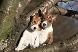 BASENJI 251